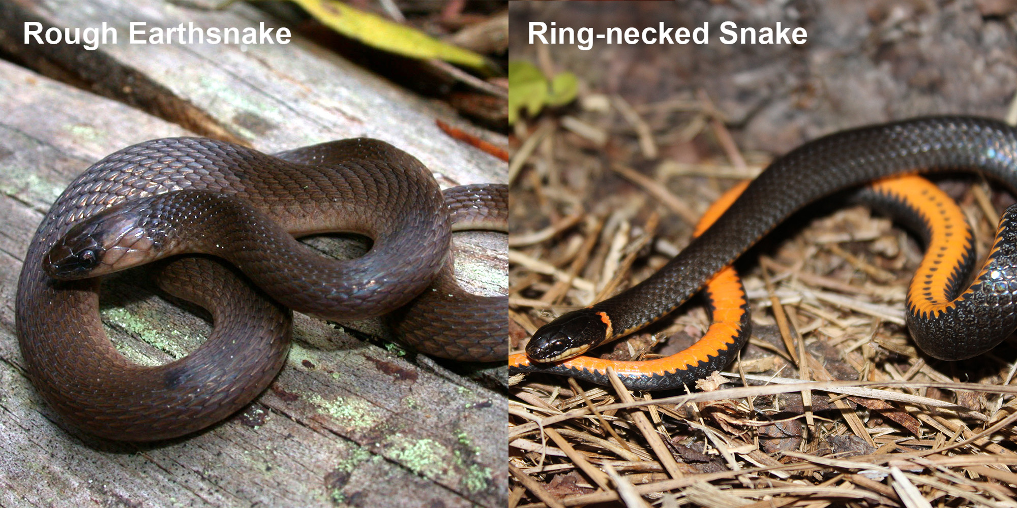 Ringnecked Snake Florida Snake ID Guide