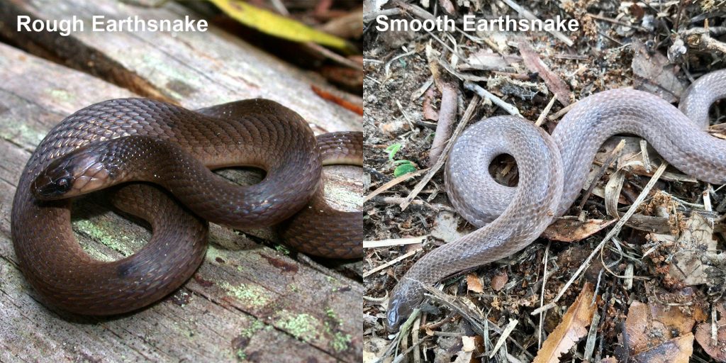 two images side by side - Image 1: Florida Cottonmouth coiled with head raised. Image 2: Smooth Earthsnake. gray snake with light lines