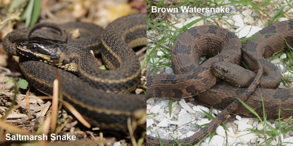 two images side by side - Image 1: Saltmarsh watersnake - thin brown snake with pale stripes. Image 2: Adult brown watersnake - coiled brown snake with dark brown markings.