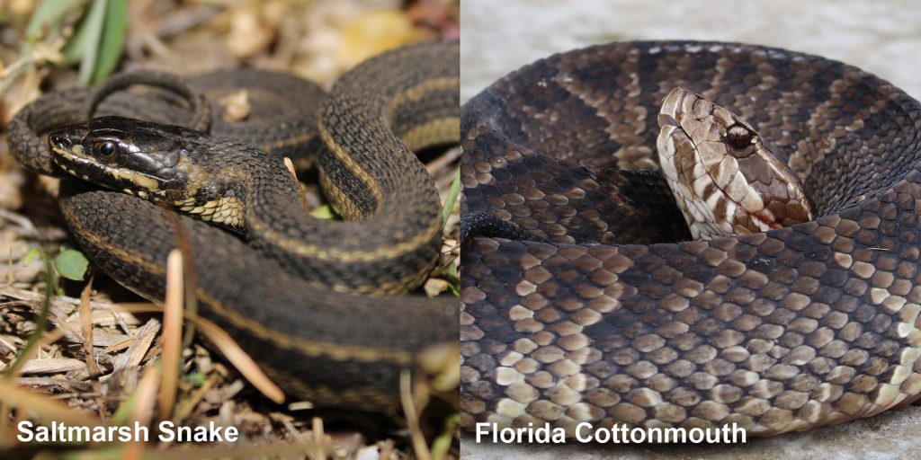 Side by side comparison of a Saltmarsh watersnake - thin brown snake with pale stripes and a Florida Cottonmouth - coiled snake with its head raised
