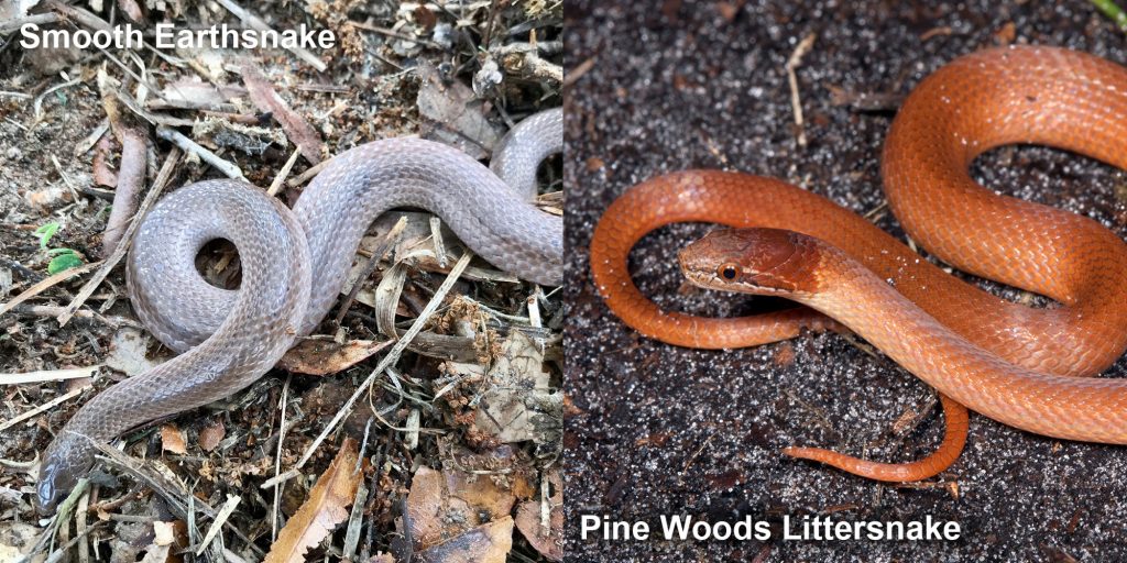 two images side by side - Image 1: Smooth Earthsnake - gray snake with light lines. Image 2: Pine woods Littersnake - orange brown snake.