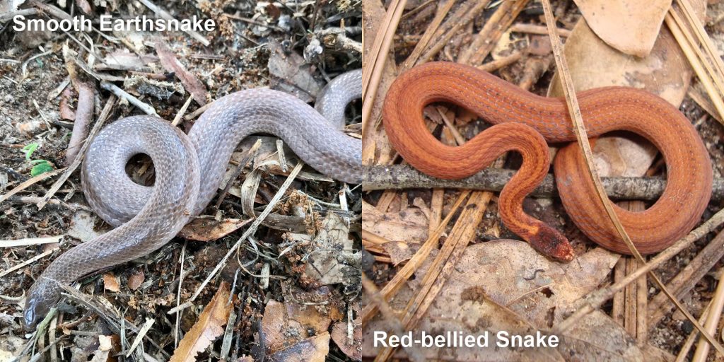 two images side by side - Image 1: Smooth Earthsnake - gray snake with light lines. Image 2: Red-bellied Snake - small orange snake with brown stripes