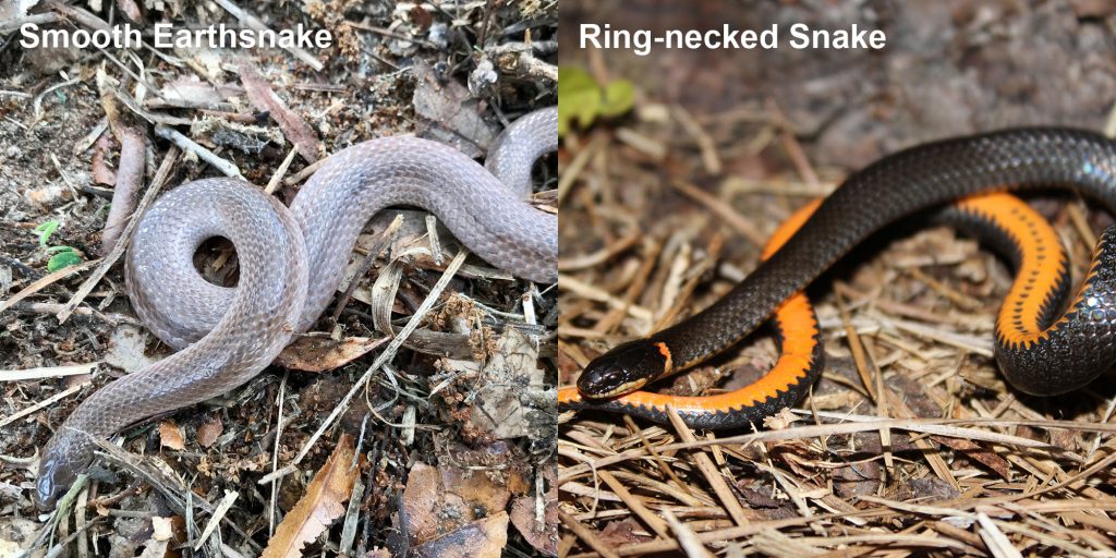 two images side by side - Image 1: Smooth Earthsnake. gray snake with light lines. Image 2: Ring-necked snake black snake coiled to show orange belly.