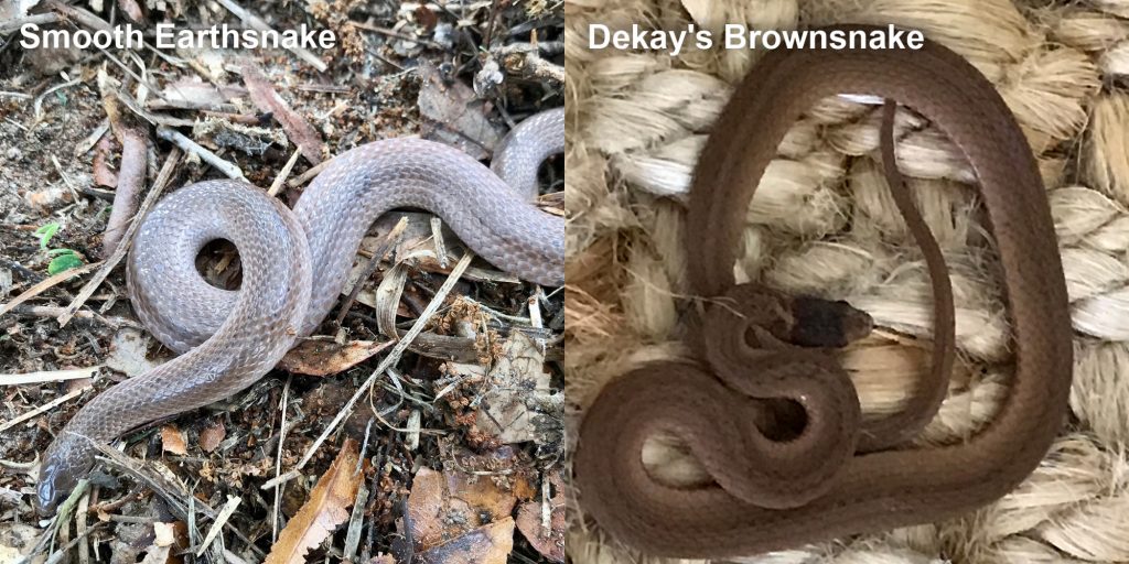 two images side by side - Image 1: Smooth Earthsnake - gray snake with light lines. Image 2: Dekay's Brownsnake - small brown snake on fiber.