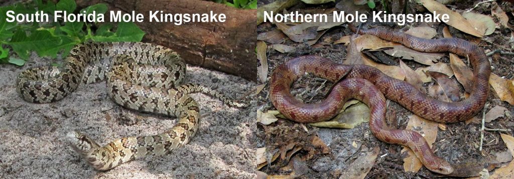 two images side by side - Image 1: South Florida Mole Kingsnake light colored snake on shady sand Image 2: Northern Mole Kingsnake - brown snake on leaf litter.