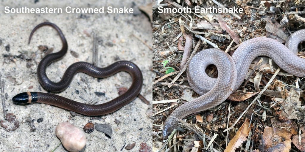 two images side by side - Image 1: Southeastern Crowned Snake. small brown snake with pale yellow ring around neck. Image 2: Smooth Earthsnake. gray snake with light lines