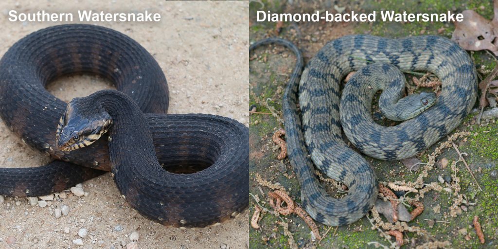 two images side by side - Image 1: Image 1: coiled snake with raised 'flattened' head. Image 2: Diamond-backed Watersnake - gray and green snake with diamond pattern