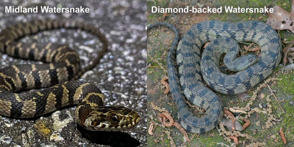 two images side by side - Image 1: Image 2: Diamond-backed Watersnake - gray and green snake with diamond pattern