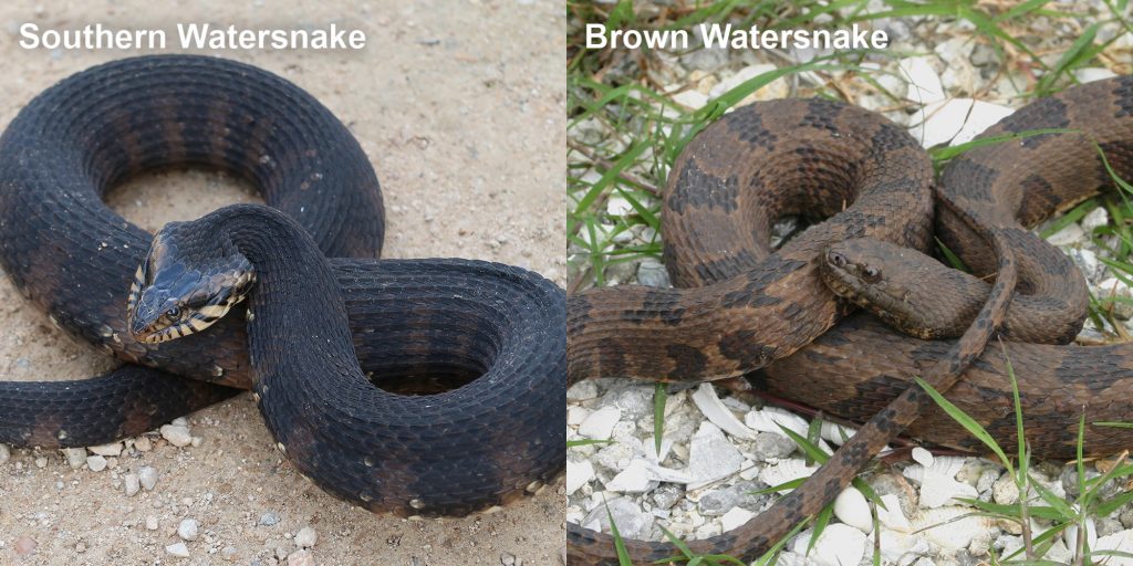 two images side by side - Image 1: Southern Watersnake coiled snake with raised head. Image 2: Adult Brown Watersnake - coiled brown snake with dark brown markings.