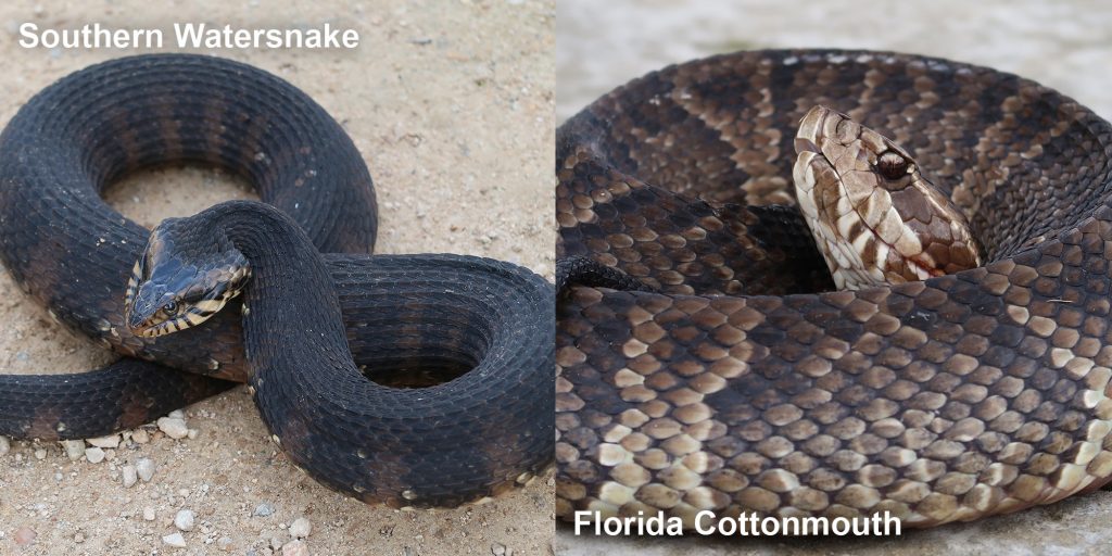 Side by side comparison of a Southern Watersnake and a Florida Cottonmouth.