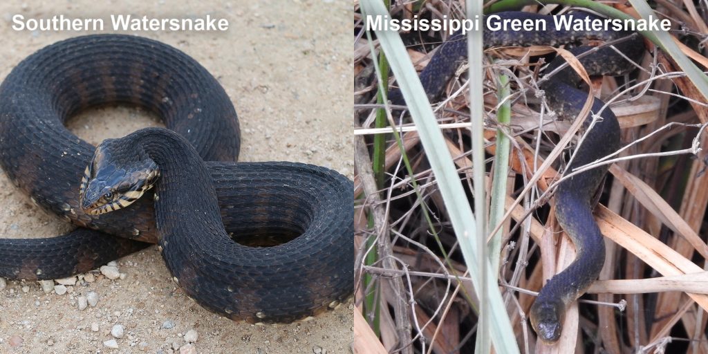 two images side by side - Image 1: Southern Watersnake coiled snake with raised head. Image 2: Mississippi Green Watersnake - snake crawling in marsh grass