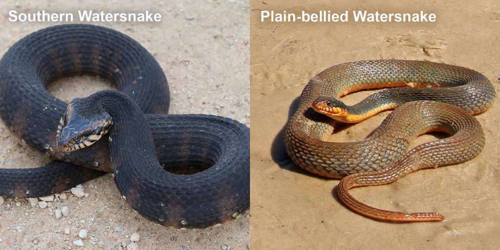 two images side by side - Image 1: coiled snake with raised head. Image 2: brown snake coiled on sandy river bank
