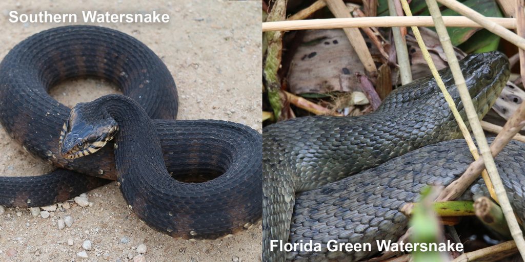 two images side by side - Image 1: Southern Watersnake coiled snake with flattened head. Image 2: dull green snake in marsh grass.