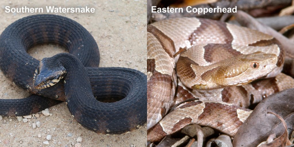 Side by side comparison of a Southern watersnake and an Eastern copperhead.