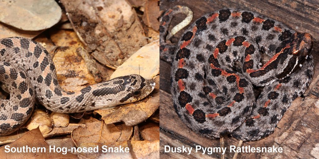 Side by side comparison of the Southern hog-nosed snake and the Dusky Pygmy rattlesnake