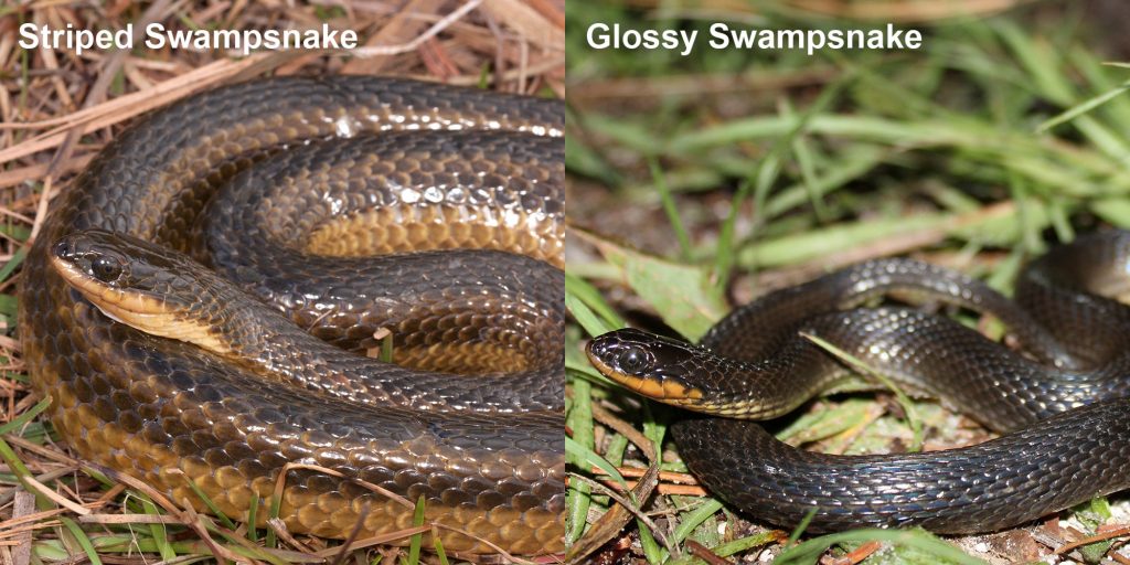 two images side by side - Image 1: Striped Swampsnake. coiled snake with brown stripes. Image 2: Glossy Swampsnake small black snake with yellow belly.