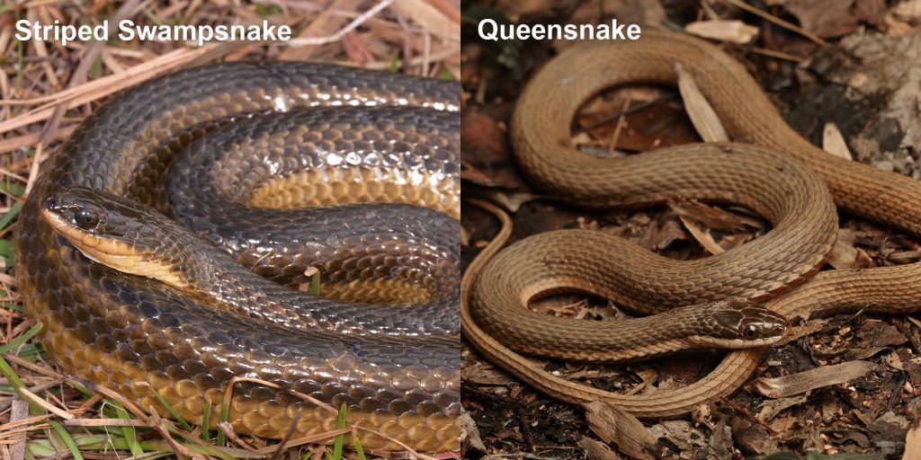 two images side by side - Image 1: coiled snake with brown stripes. Image 2: brown snake on brown leaves