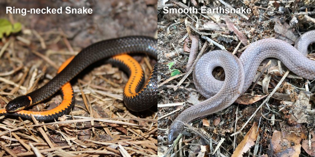 two images side by side - Image 1: Ring-necked snake black snake coiled to show orange belly. Image 2: Smooth Earthsnake. gray snake with light lines