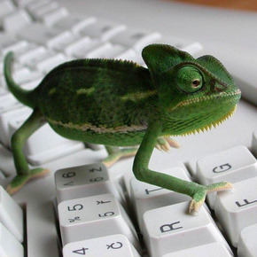 gecko on a keyboard 