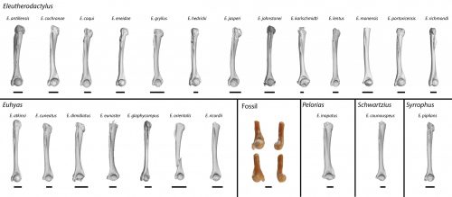 comparisons of fossil frog humerus to those from recent species