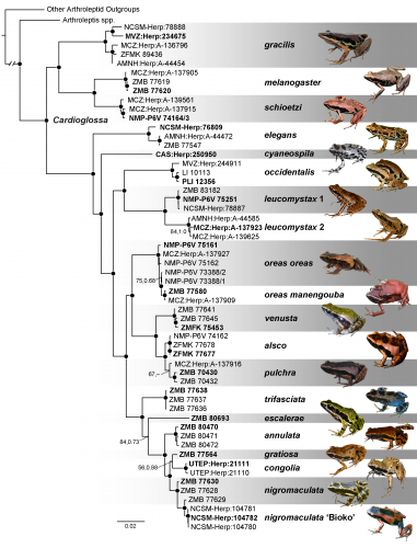 Phylogeny of frog genus <i>Cardioglossa</i>