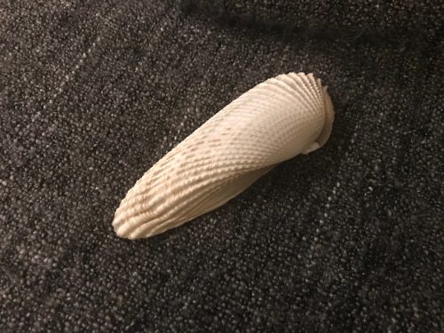 Angelwing shell