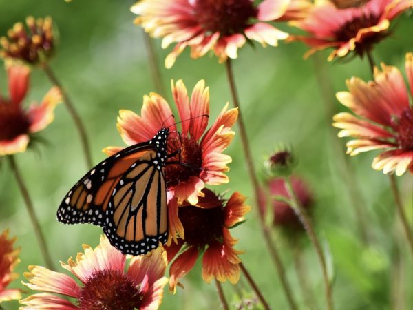 butterfly and flower