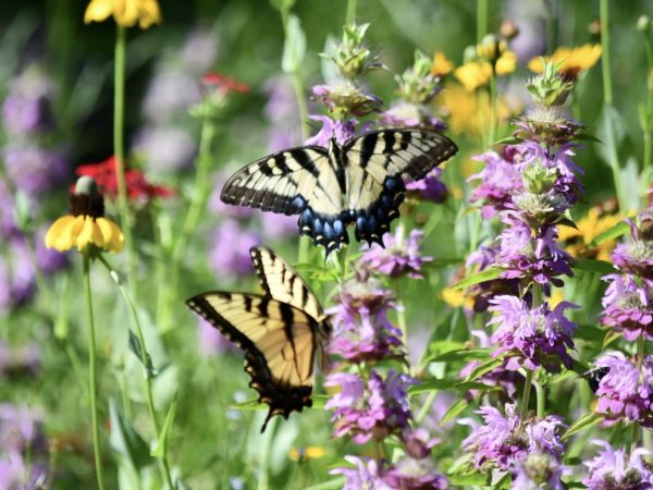 butterflies and flowers