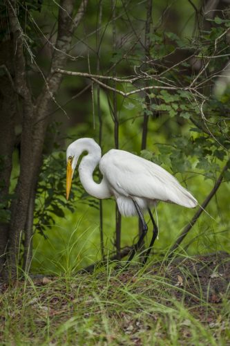 great egret