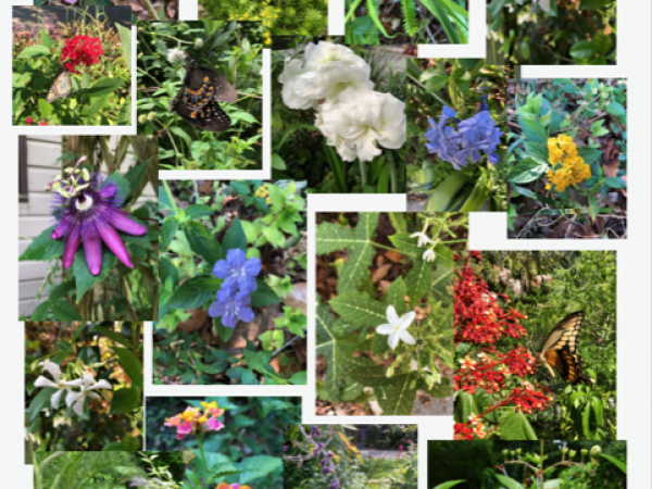 Butterfly Garden Plants