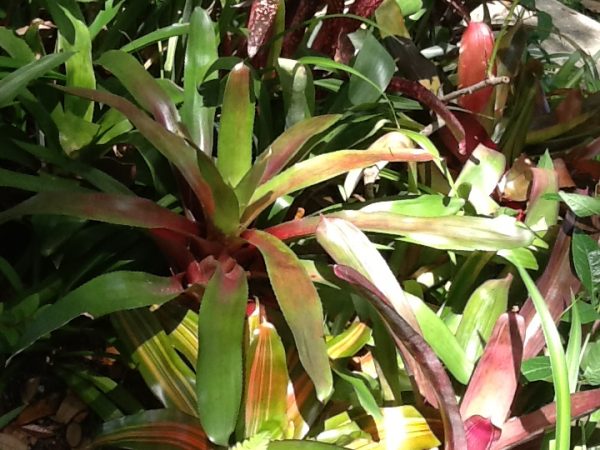 bromeliads