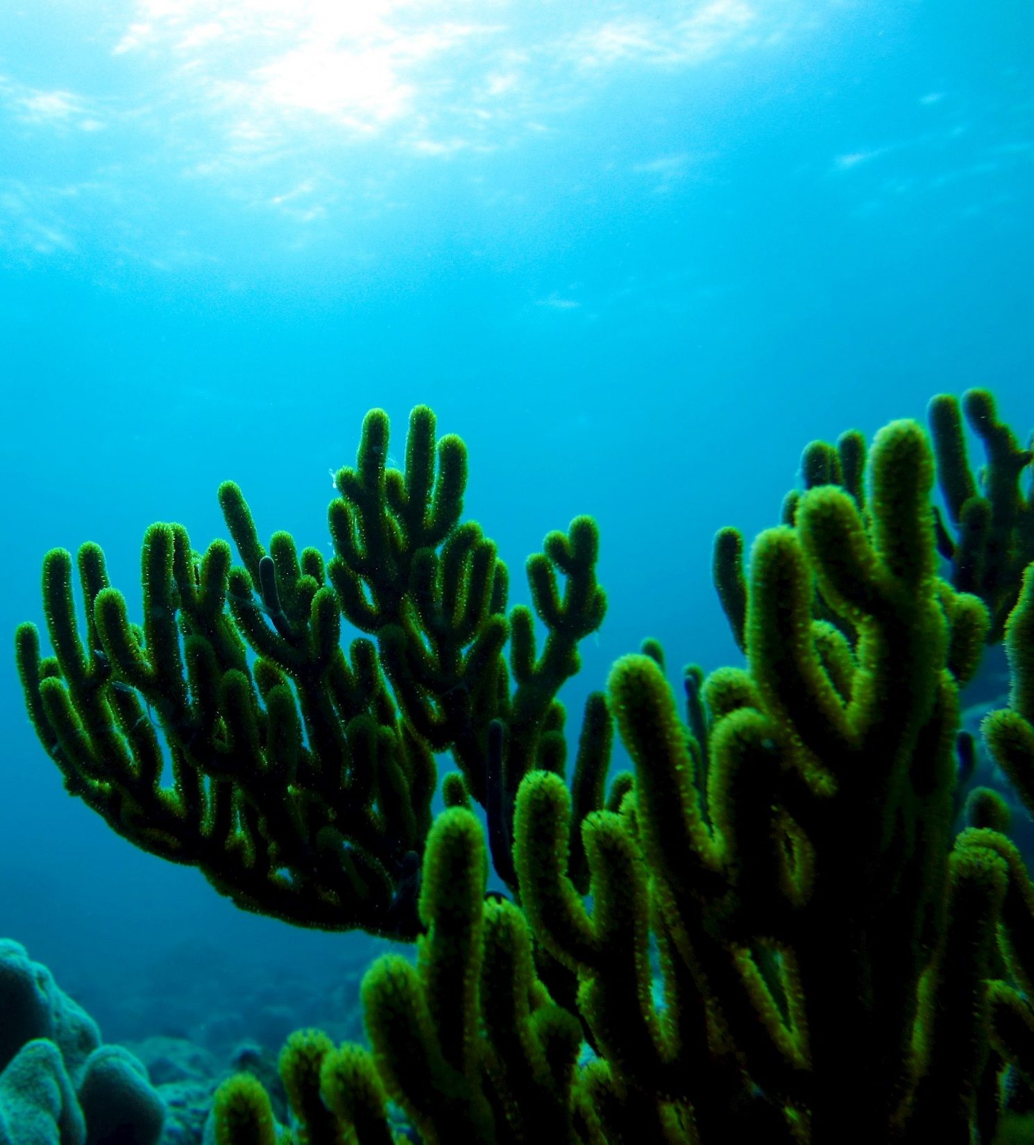 Coral and water