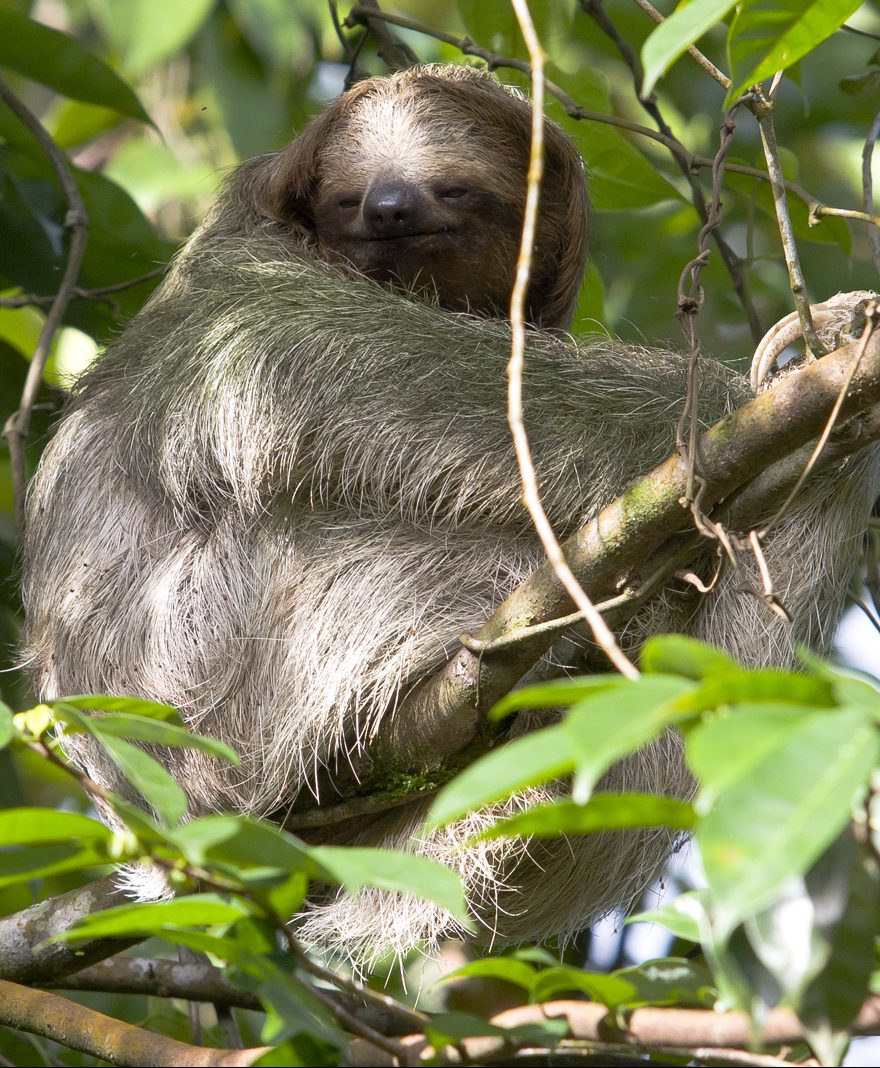 A sloth in a tree