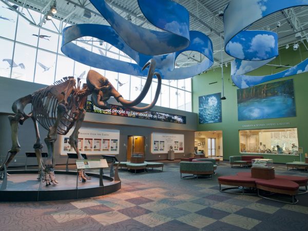 Photo of a mammoth in museum lobby