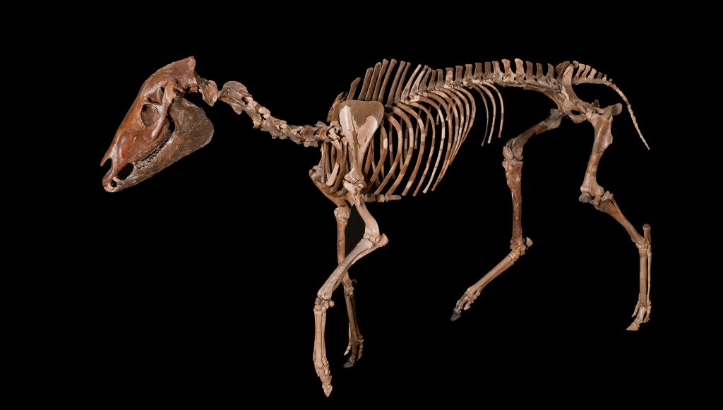 complete articulated skeleton of a Three-toed Transitional Horse (Parahippus leonensis)