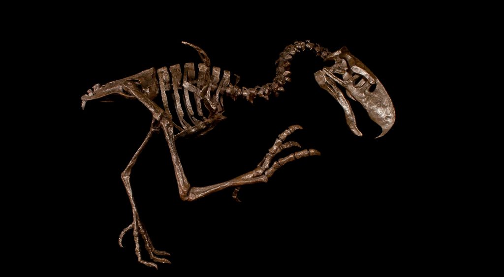 complete articulated skeleton of a Terror Bird (Titanis walleri)
