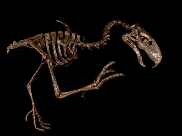 complete articulated skeleton of a Terror Bird (Titanis walleri)