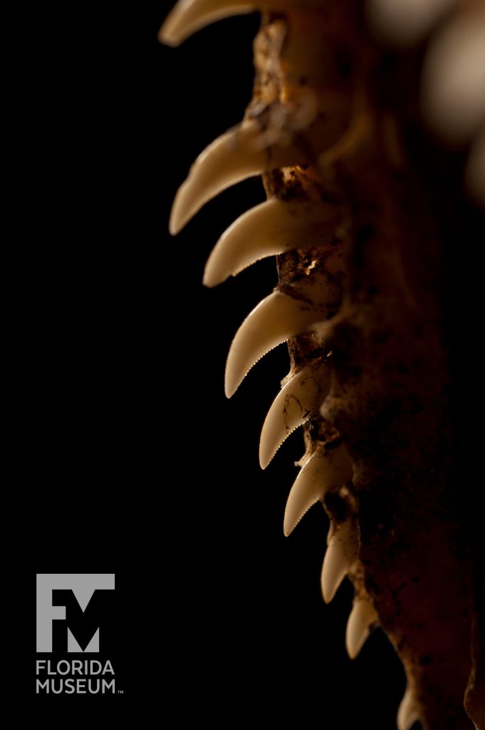 Komodo Dragon Skull (Varanus komodoensis)