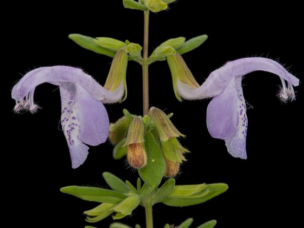 Two live purple Florida False Rosemary flowers and leaves photographed against a black background