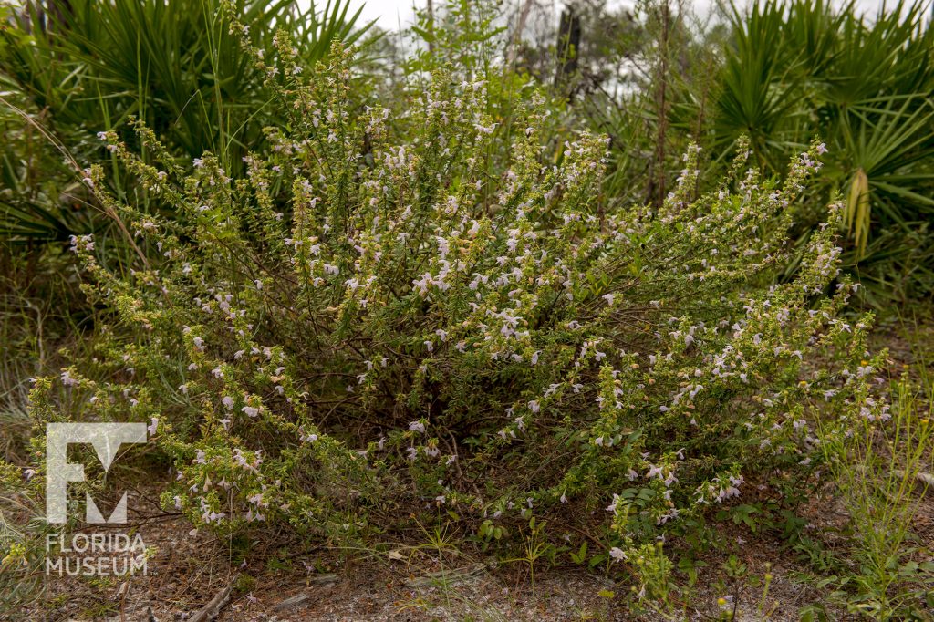 Large Florida False Rosemary shrub with many flowers