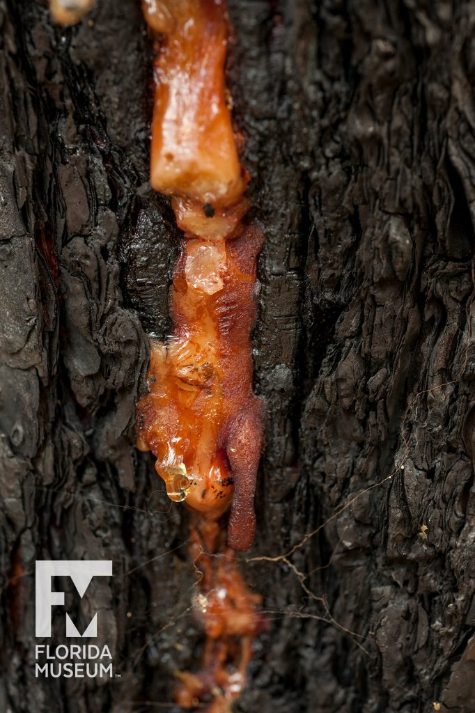 Longleaf pine sap