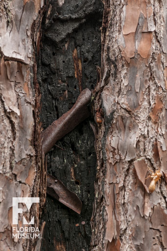 Herty Pot track in pine