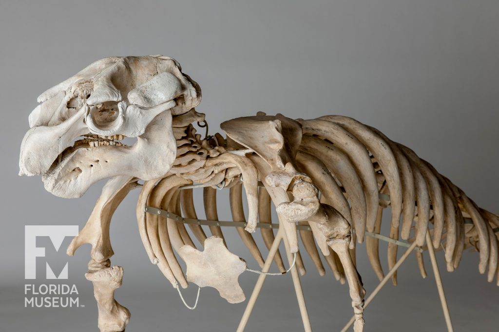 articulated Florida manatee skeleton