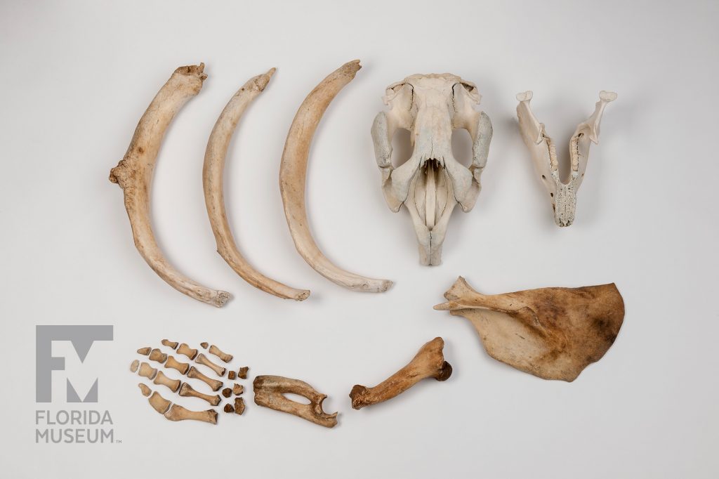 Florida manatee (Trichechus manatus latirostris) bone specimens including three rib bones, a skull, jaw and flipper bones.