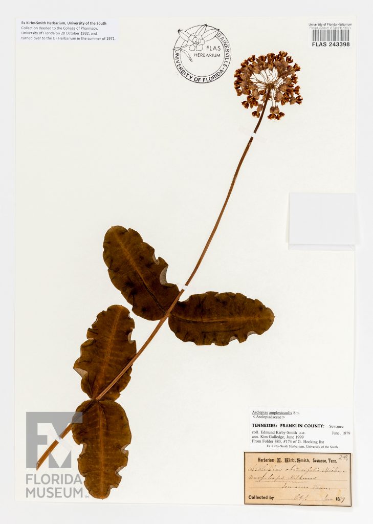 Clasping Milkweed (Asclepias amplexicaulis)