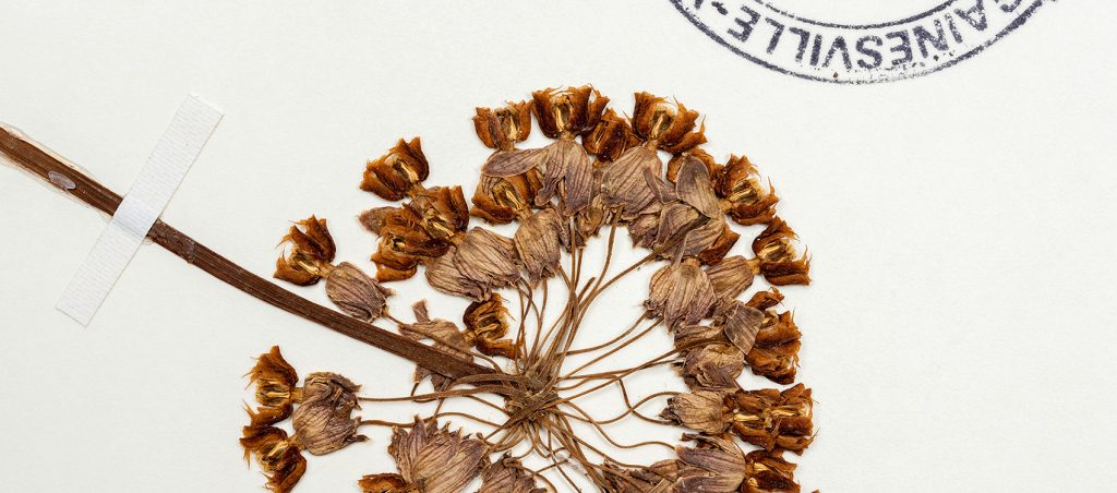 Clasping Milkweed (Asclepias amplexicaulis)