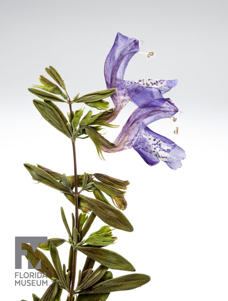 Pressed Florida False Rosemary showing thin stem with many small green leaves and two purple flowers