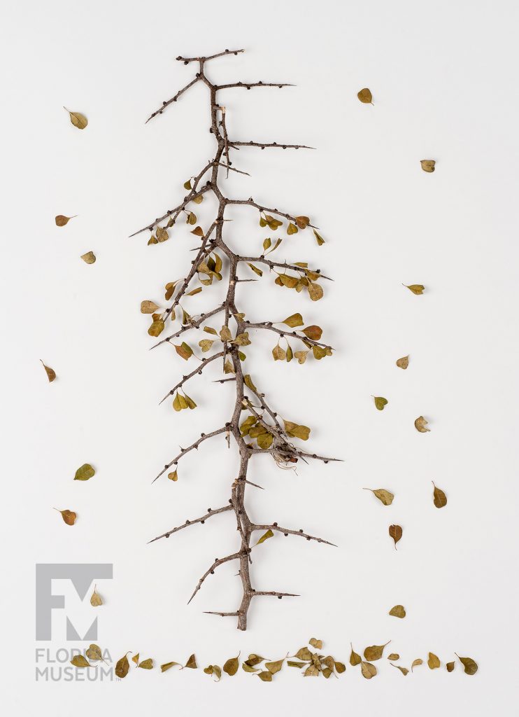 pressed Florida Jujube stem with many short pointed branches and small leaves