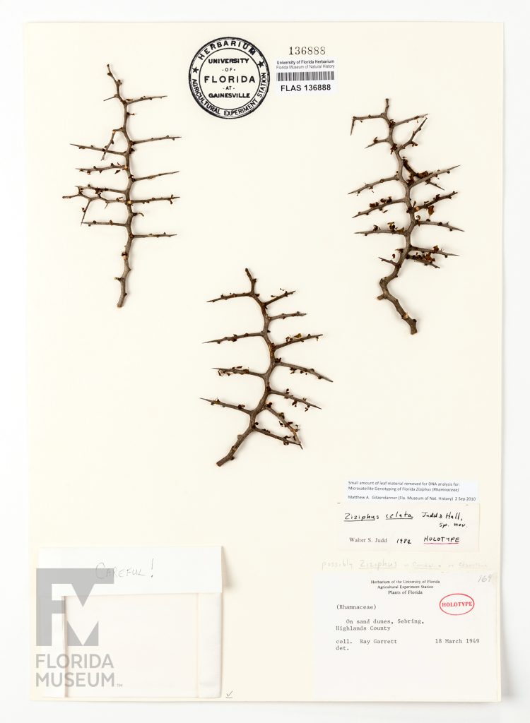 Florida Herbarium card with three pressed Florida Jujube stems each with short pointed branches