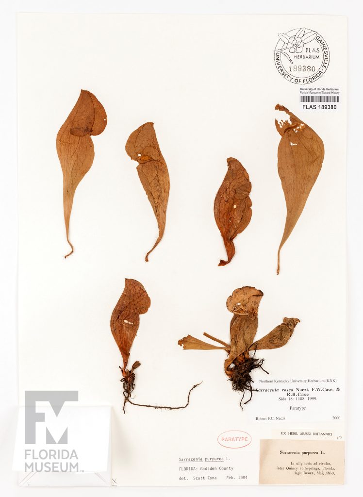 Herbarium specimen card with six pressed purple pitcher plants, the herbarium seal and barcode, and several cards with the plant information. Each pressed specimen is brown, two of the specimens still have roots attached.